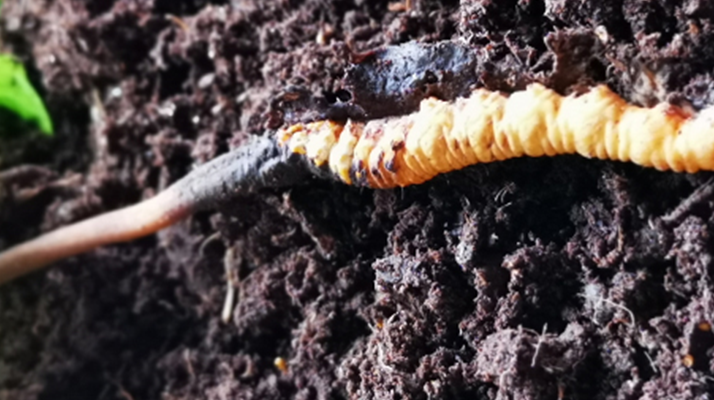 <a href=http://www.hazone.cn/xinxian/ target=_blank class=infotextkey>新<a href=http://www.hazone.cn/xinxian/ target=_blank class=infotextkey>鮮冬蟲夏草價格</a></a>解析