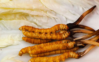 一克鮮草,千金之珍:探秘 1 克新鮮冬蟲夏草