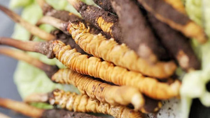 冬蟲夏草鮮草可以生吃嗎?一文解讀食用真相