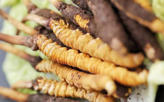 冬蟲夏草鮮草可以生吃嗎?一文解讀食用真相