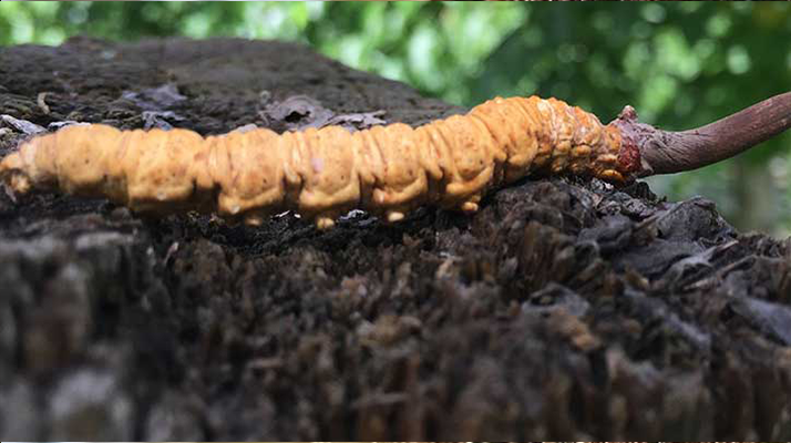 正宗野生<a href=http://www.hazone.cn/jiage/ target=_blank class=infotextkey>蟲草多少錢</a>一斤