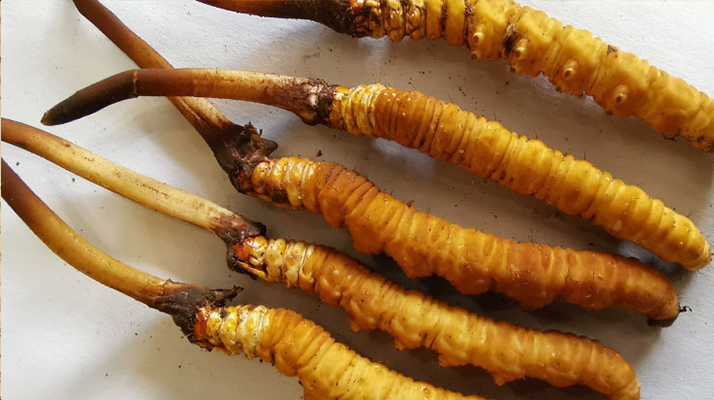 鮮冬蟲夏草常溫能放多久？一文讀懂保存秘籍