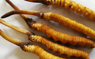 鮮冬蟲夏草常溫能放多久？一文讀懂保存秘籍