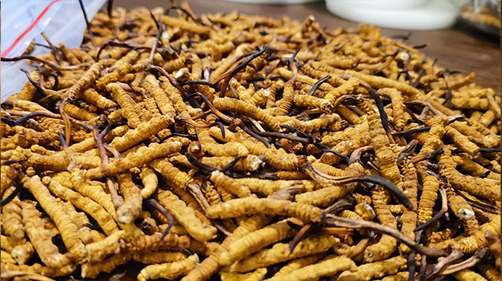 冬蟲夏草品質價位表大全，一文掌握行情