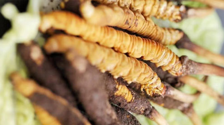 正宗<a href=http://www.hazone.cn/jiage/ target=_blank class=infotextkey>冬蟲夏草多少錢</a>一克?深度價格解析