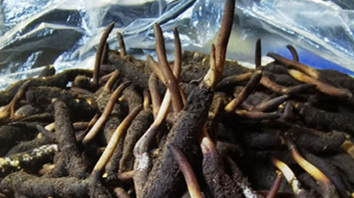 1 克<a href=http://www.hazone.cn/xinxian/ target=_blank class=infotextkey>新<a href=http://www.hazone.cn/xinxian/ target=_blank class=infotextkey>鮮冬蟲夏草</a></a>的價格揭秘