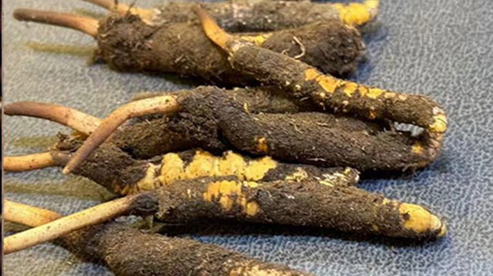 新鮮<a href=http://www.hazone.cn/jiage/ target=_blank class=infotextkey>冬蟲夏草價格</a>