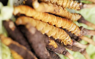 正宗冬蟲夏草多少錢一克?深度價(jià)格解析