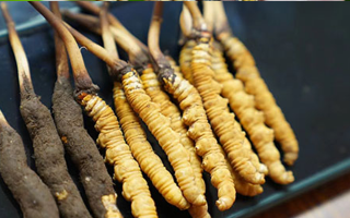 冬蟲夏草干品與鮮品大比拼：誰更勝一籌？