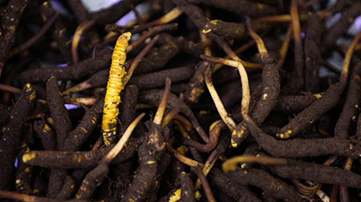 吃新鮮冬蟲夏草會過敏嗎?一文為你揭秘