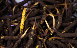 吃新鮮冬蟲夏草會過敏嗎?一文為你揭秘