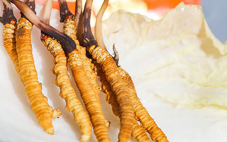 冬蟲夏草鮮草一般哪里有?多渠道獲取指南