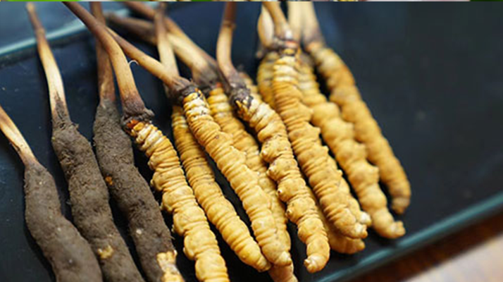 鮮冬蟲夏草什么季節(jié)最好？滋補時機大揭秘