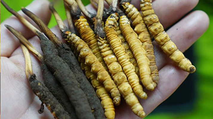 鮮冬蟲夏草如何打粉末保存?實(shí)用指南來了