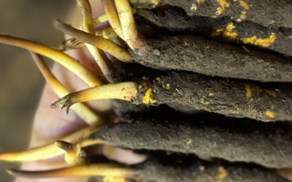 蟲草怎么存放比較好？科學保存指南