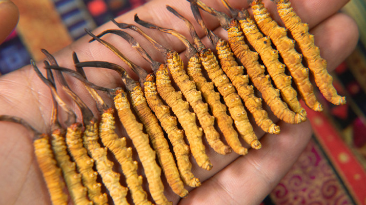 二級<a href=http://www.hazone.cn/jiage/ target=_blank class=infotextkey>冬蟲夏草的價格</a>一克