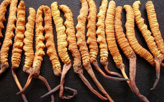 純野生冬蟲夏草多少錢一克?價格背后的秘密?
