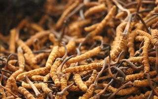 冬蟲夏草的功效與用量:科學滋補的關鍵指南