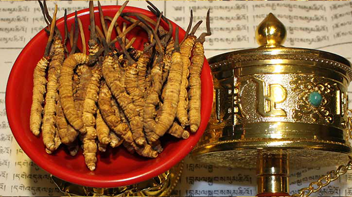 <a href=http://www.hazone.cn/gongxiao/ target=_blank class=infotextkey><a href=http://www.hazone.cn/gongxiao/ target=_blank class=infotextkey><a href=http://www.hazone.cn/yangsheng/ target=_blank class=infotextkey>冬蟲夏草的功效</a></a></a>解析:傳統珍寶的現代價值