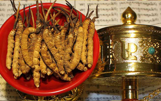 冬蟲夏草的功效解析:傳統珍寶的現代價值