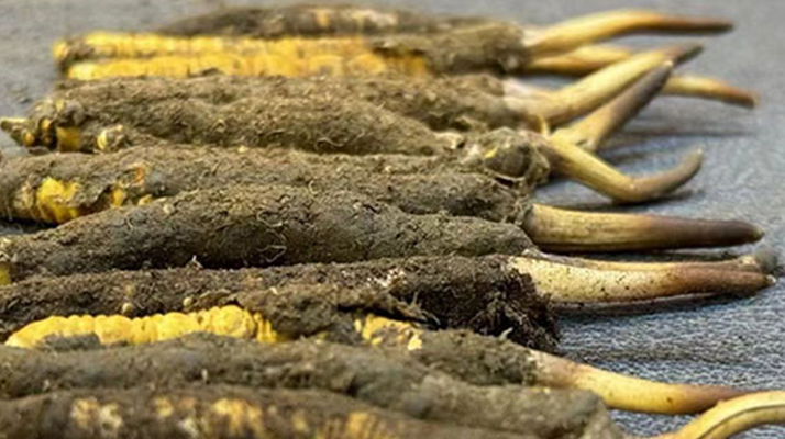 一根鮮<a href=http://www.hazone.cn/jiage/ target=_blank class=infotextkey>冬蟲夏草多少錢</a>？影響價格的核心因素解析