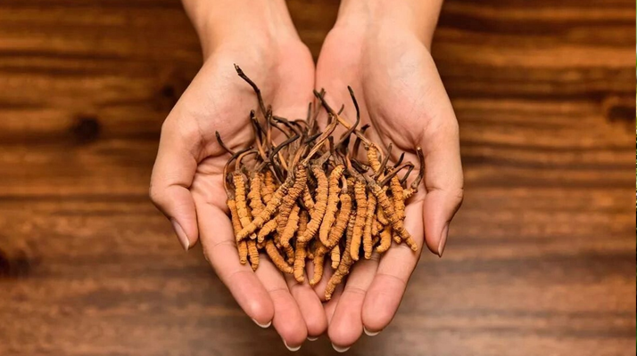 冬蟲夏草：獨特的蟲菌復合體品種