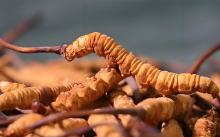 冬蟲(chóng)夏草養(yǎng)殖行情走勢(shì)剖析