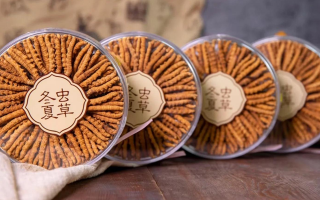 同仁堂冬蟲夏草禮盒:珍稀饋贈,品質之選