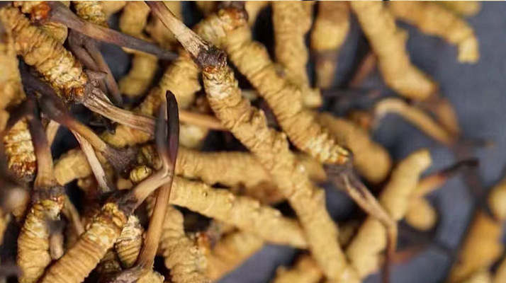 正宗<a href=http://www.hazone.cn/jiage/ target=_blank class=infotextkey>冬蟲夏草多少錢</a>一克