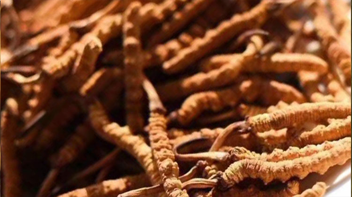 野生<a href=http://www.hazone.cn/jiage/ target=_blank class=infotextkey>冬蟲夏草多少錢</a>一克