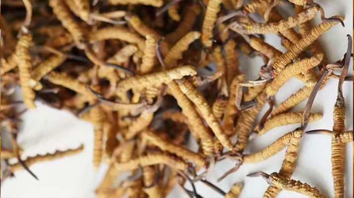 天然<a href=http://www.hazone.cn/jiage/ target=_blank class=infotextkey>冬蟲夏草多少錢</a>一克