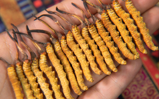 冬蟲夏草什么季節生長啊