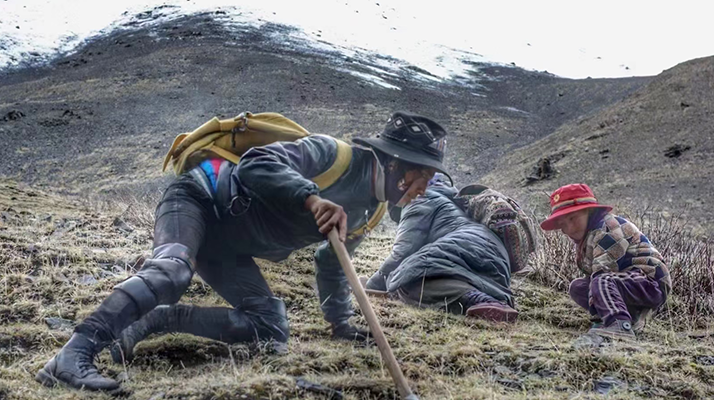 最好的冬蟲夏草采挖季節(jié)