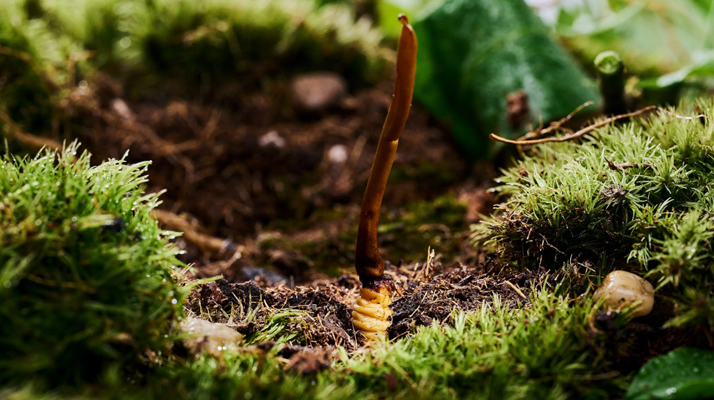 正宗那曲<a href=http://www.hazone.cn/xinxian/ target=_blank class=infotextkey>新<a href=http://www.hazone.cn/xinxian/ target=_blank class=infotextkey>鮮冬蟲夏草價格</a></a>