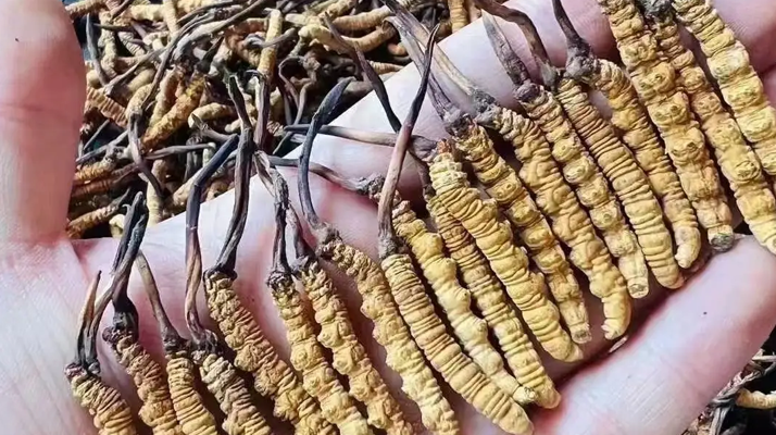 冬蟲夏草一克多少條？看懂規(guī)格，選對滋補品