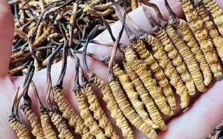 冬蟲夏草一克多少條？看懂規(guī)格，選對滋補品