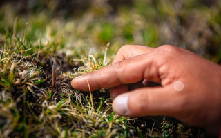 冬蟲夏草怎么找?自然采挖與市場獲取全指南