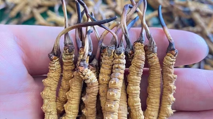 一盒冬蟲夏草多少錢?從規(guī)格到定位的價格解析