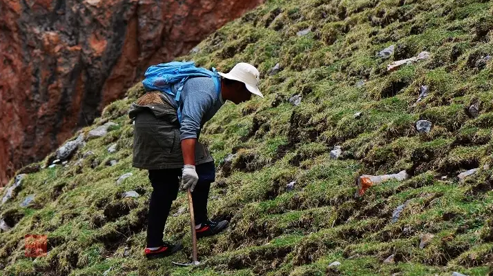 冬蟲夏草的采摘時間:自然節律與地域特性的雙重影響