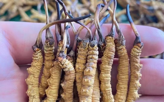 一盒冬蟲夏草多少錢?從規(guī)格到定位的價格解析