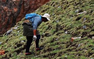 冬蟲夏草的采摘時間:自然節律與地域特性的雙重影響