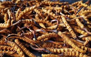 國際市場冬蟲夏草行情分析:從東方瑰寶到全球健康投資的戰略商品