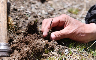 冬蟲夏草采摘全紀實:一場海拔4500米的生命接力