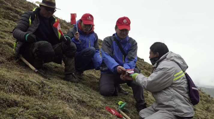 冬蟲夏草:把握最佳采摘季,守護(hù)自然饋贈