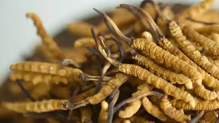 <a href=http://www.hazone.cn/ target=_blank class=infotextkey><a href=http://www.hazone.cn/s/nqcc/ target=_blank class=infotextkey>那曲冬蟲夏草</a></a>采挖史:歲月沉淀中的高原傳奇