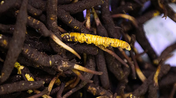 新鮮冬蟲夏草可以冷凍嗎?科學(xué)保存指南來了