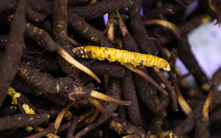 新鮮冬蟲夏草可以冷凍嗎?科學(xué)保存指南來了