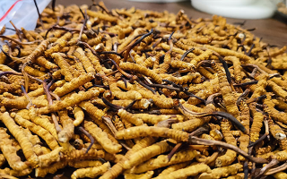 冬蟲夏草燉食指南:解鎖不同搭配的營養密碼