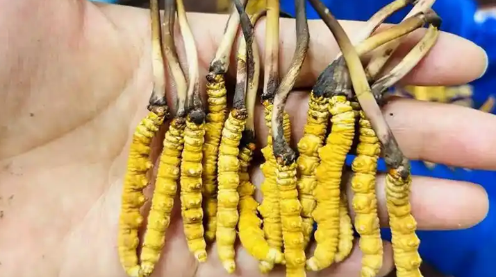 正宗那曲新鮮<a href=http://www.hazone.cn/jiage/ target=_blank class=infotextkey>冬蟲夏草價格</a>揭秘