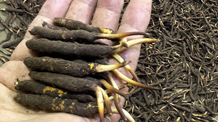 一天一根新鮮冬蟲夏草,這些功效藏不住